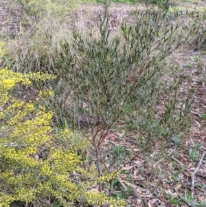 Indigofera adesmiifolia at Thurgoona, NSW - 16 Aug 2021