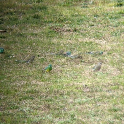 Psephotus haematonotus (Red-rumped Parrot) at Charles Sturt University - 16 Aug 2021 by Darcy