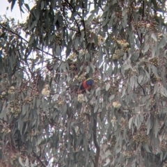 Trichoglossus moluccanus (Rainbow Lorikeet) at Charles Sturt University - 16 Aug 2021 by Darcy