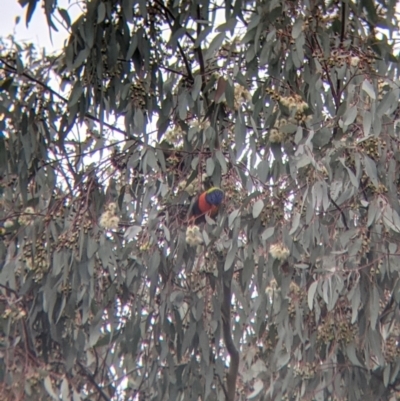 Trichoglossus moluccanus (Rainbow Lorikeet) at Albury - 16 Aug 2021 by Darcy