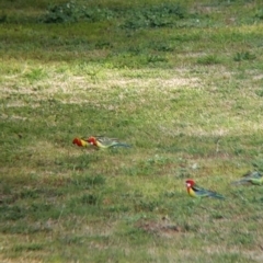 Platycercus eximius (Eastern Rosella) at Charles Sturt University - 16 Aug 2021 by Darcy