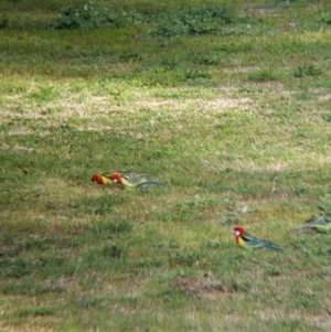 Platycercus eximius at Thurgoona, NSW - 16 Aug 2021