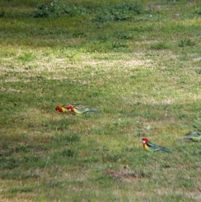 Platycercus eximius (Eastern Rosella) at Thurgoona, NSW - 16 Aug 2021 by Darcy