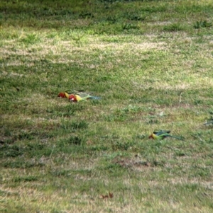 Platycercus eximius at Thurgoona, NSW - 16 Aug 2021