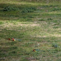 Platycercus eximius at Thurgoona, NSW - 16 Aug 2021 04:17 PM