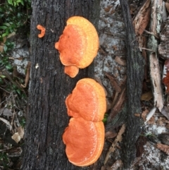 Pycnoporus coccineus at Evans Head, NSW - 16 Aug 2021 by Claw055