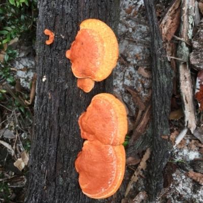 Unidentified Pored or somewhat maze-like on underside [bracket polypores] at Evans Head, NSW - 16 Aug 2021 by Claw055