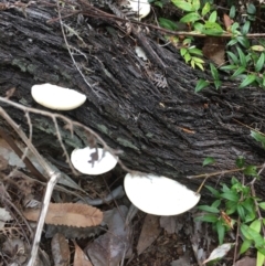 Unidentified Other fungi on wood at Evans Head, NSW - 16 Aug 2021 by Claw055