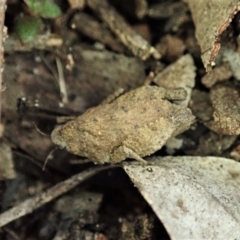 Tetrigidae (family) (Pygmy grasshopper) at Aranda Bushland - 13 Aug 2021 by CathB