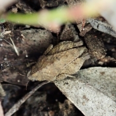 Tetrigidae (family) at Holt, ACT - 13 Aug 2021