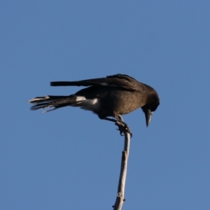 Strepera graculina at Majura, ACT - 14 Aug 2021 05:28 PM