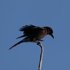 Strepera graculina at Majura, ACT - 14 Aug 2021 05:28 PM