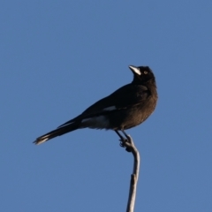 Strepera graculina at Majura, ACT - 14 Aug 2021