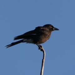 Strepera graculina at Majura, ACT - 14 Aug 2021