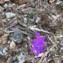 Glossodia major at Evans Head, NSW - 16 Aug 2021 by AliClaw