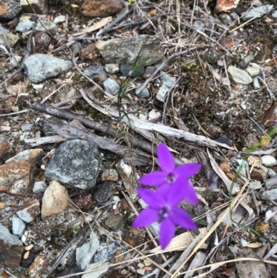 Glossodia major at Evans Head, NSW - 16 Aug 2021 by AliClaw
