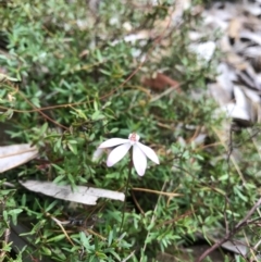 Caladenia sp. (A Caladenia) at Evans Head, NSW - 16 Aug 2021 by AliClaw