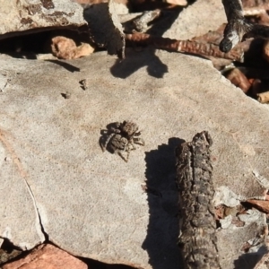 Maratus vespertilio at Carwoola, NSW - suppressed