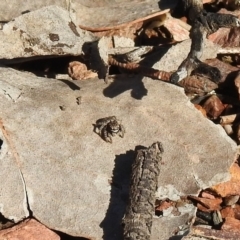 Maratus vespertilio at Carwoola, NSW - 14 Aug 2021