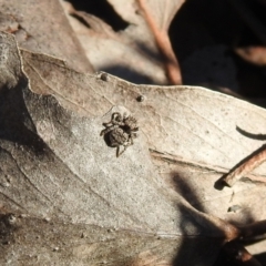 Maratus vespertilio at Carwoola, NSW - 14 Aug 2021