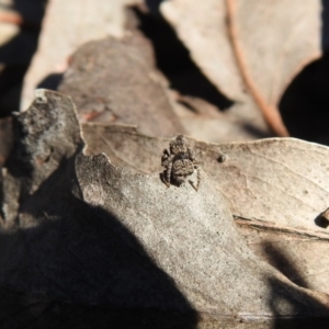 Maratus vespertilio at Carwoola, NSW - suppressed