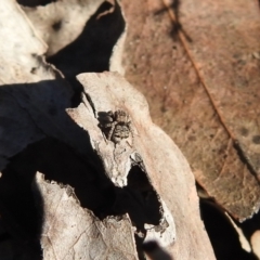 Maratus vespertilio at Carwoola, NSW - suppressed