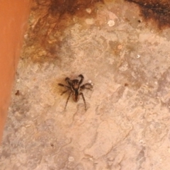 Jotus sp. (genus) (Unidentified Jotus Jumping Spider) at Carwoola, NSW - 15 Aug 2021 by Liam.m