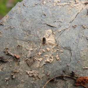 Opiliones (order) at Carwoola, NSW - 7 Aug 2021