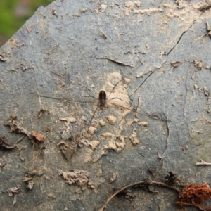 Opiliones (order) at Carwoola, NSW - 7 Aug 2021