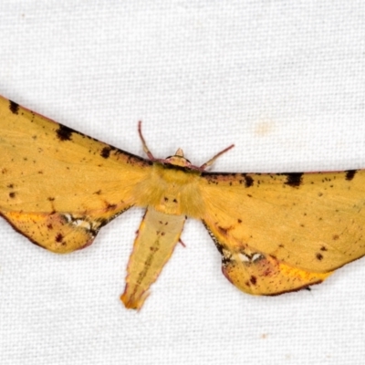Parepisparis lutosaria (Bright Twisted Moth) at Tidbinbilla Nature Reserve - 11 Mar 2021 by Bron