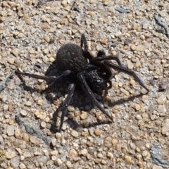 Badumna (genus) (Lattice-web spider) at Jerrabomberra, NSW - 16 Aug 2021 by Speedsta