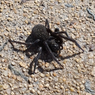 Badumna (genus) (Lattice-web spider) at Jerrabomberra, NSW - 16 Aug 2021 by Speedsta