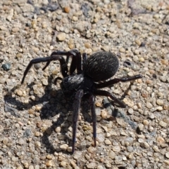 Badumna sp. (genus) at Jerrabomberra, NSW - 16 Aug 2021