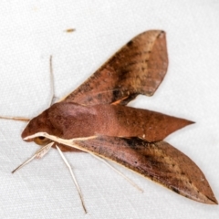 Hippotion scrofa (Coprosma Hawk Moth) at Paddys River, ACT - 12 Mar 2021 by Bron