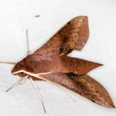 Hippotion scrofa (Coprosma Hawk Moth) at Paddys River, ACT - 11 Mar 2021 by Bron