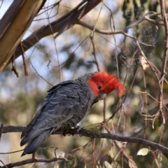 Callocephalon fimbriatum (Gang-gang Cockatoo) at Holt, ACT - 15 Aug 2021 by Sammyj87