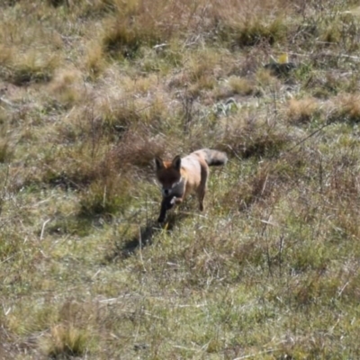 Vulpes vulpes (Red Fox) at Ginninderry Conservation Corridor - 15 Aug 2021 by Sammyj87