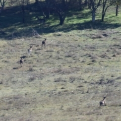 Dama dama (Fallow Deer) at Ginninderry Conservation Corridor - 16 Aug 2021 by Sammyj87