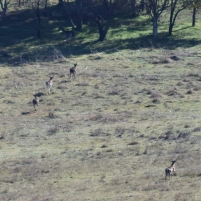 Dama dama (Fallow Deer) at Ginninderry Conservation Corridor - 16 Aug 2021 by Sammyj87