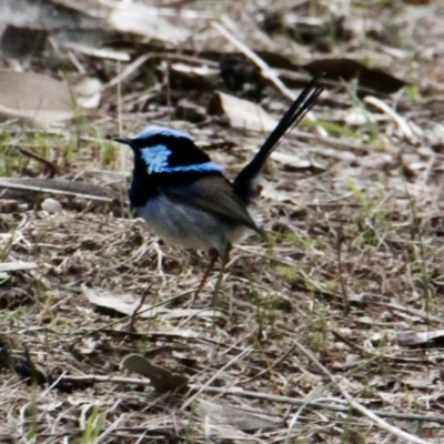 Malurus cyaneus (Superb Fairywren) at Springdale Heights, NSW - 16 Aug 2021 by PaulF