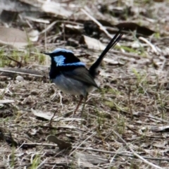 Malurus cyaneus (Superb Fairywren) at Red Light Hill Reserve - 16 Aug 2021 by PaulF