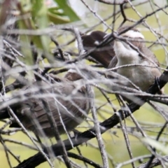 Pomatostomus superciliosus (White-browed Babbler) at Albury - 16 Aug 2021 by PaulF