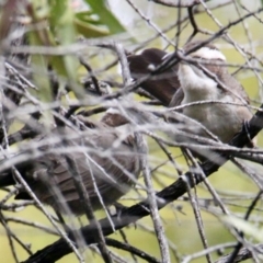 Pomatostomus superciliosus (White-browed Babbler) at Red Light Hill Reserve - 16 Aug 2021 by PaulF