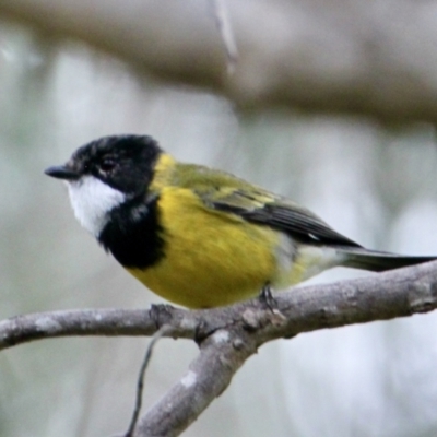 Pachycephala pectoralis (Golden Whistler) at Springdale Heights, NSW - 16 Aug 2021 by PaulF