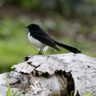 Rhipidura leucophrys (Willie Wagtail) at Red Light Hill Reserve - 16 Aug 2021 by PaulF