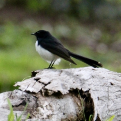 Rhipidura leucophrys (Willie Wagtail) at Albury - 16 Aug 2021 by PaulF