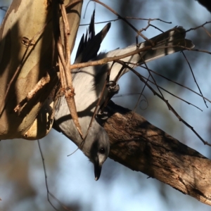 Colluricincla harmonica at Majura, ACT - 14 Aug 2021