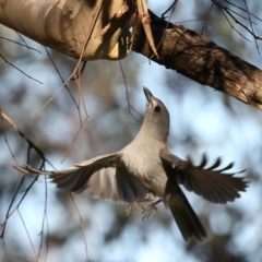 Colluricincla harmonica at Majura, ACT - 14 Aug 2021 04:44 PM