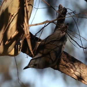 Colluricincla harmonica at Majura, ACT - 14 Aug 2021 04:44 PM