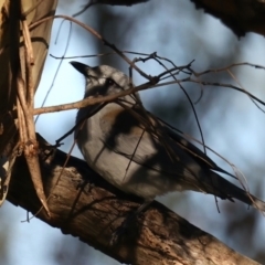 Colluricincla harmonica at Majura, ACT - 14 Aug 2021